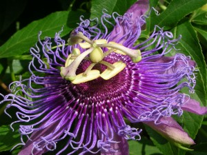 Passion flower